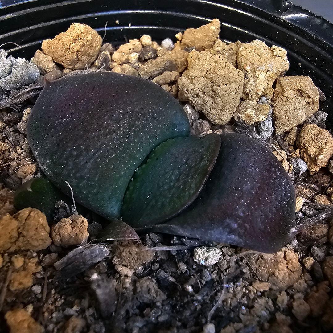 メルカリ便発送&ロウルサンコさんラベル付き☆多肉植物 ガステリア 臥牛 王頭