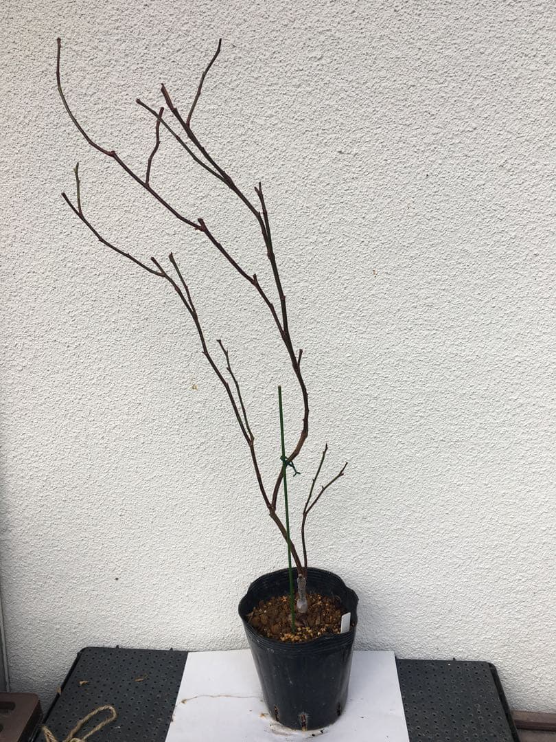 ろんしゃんさま専用　おまとめ３点バラ苗　切り花品種