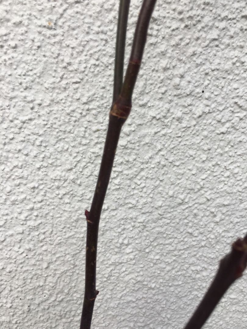 ろんしゃんさま専用　おまとめ３点バラ苗　切り花品種