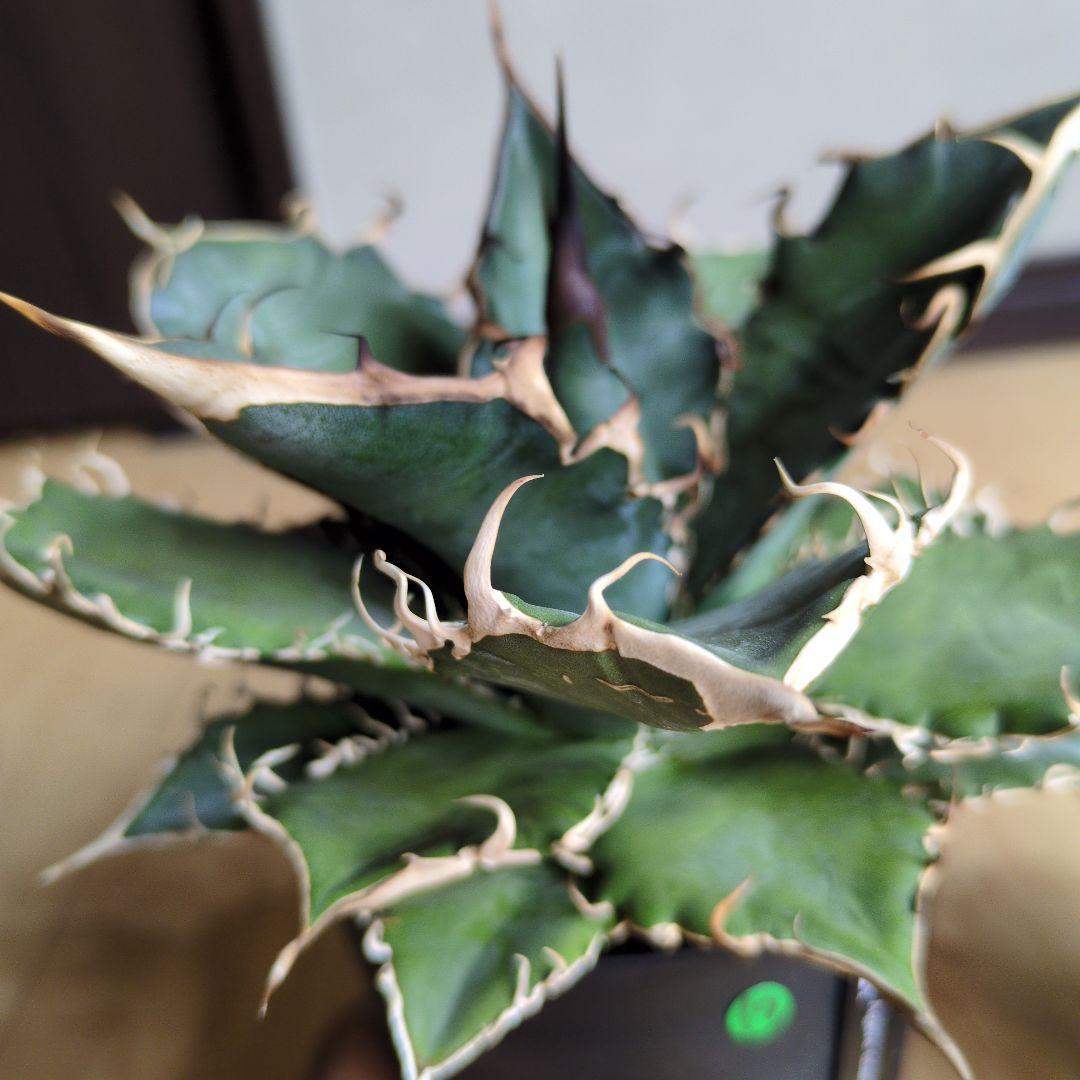 【実生選抜】アガベ　オテロイ　実生　4セット　NPLANTS　オアハカ　チタノタ