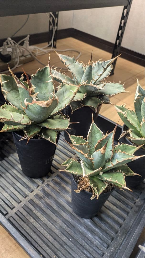 【実生選抜】アガベ　オテロイ　実生　4セット　NPLANTS　オアハカ　チタノタ