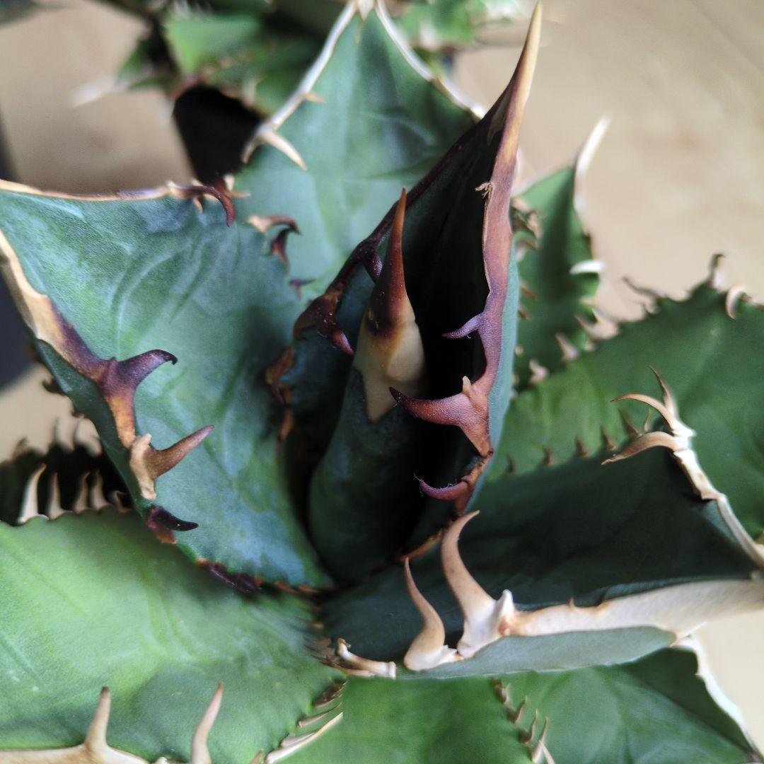 【実生選抜】アガベ　オテロイ　実生　4セット　NPLANTS　オアハカ　チタノタ