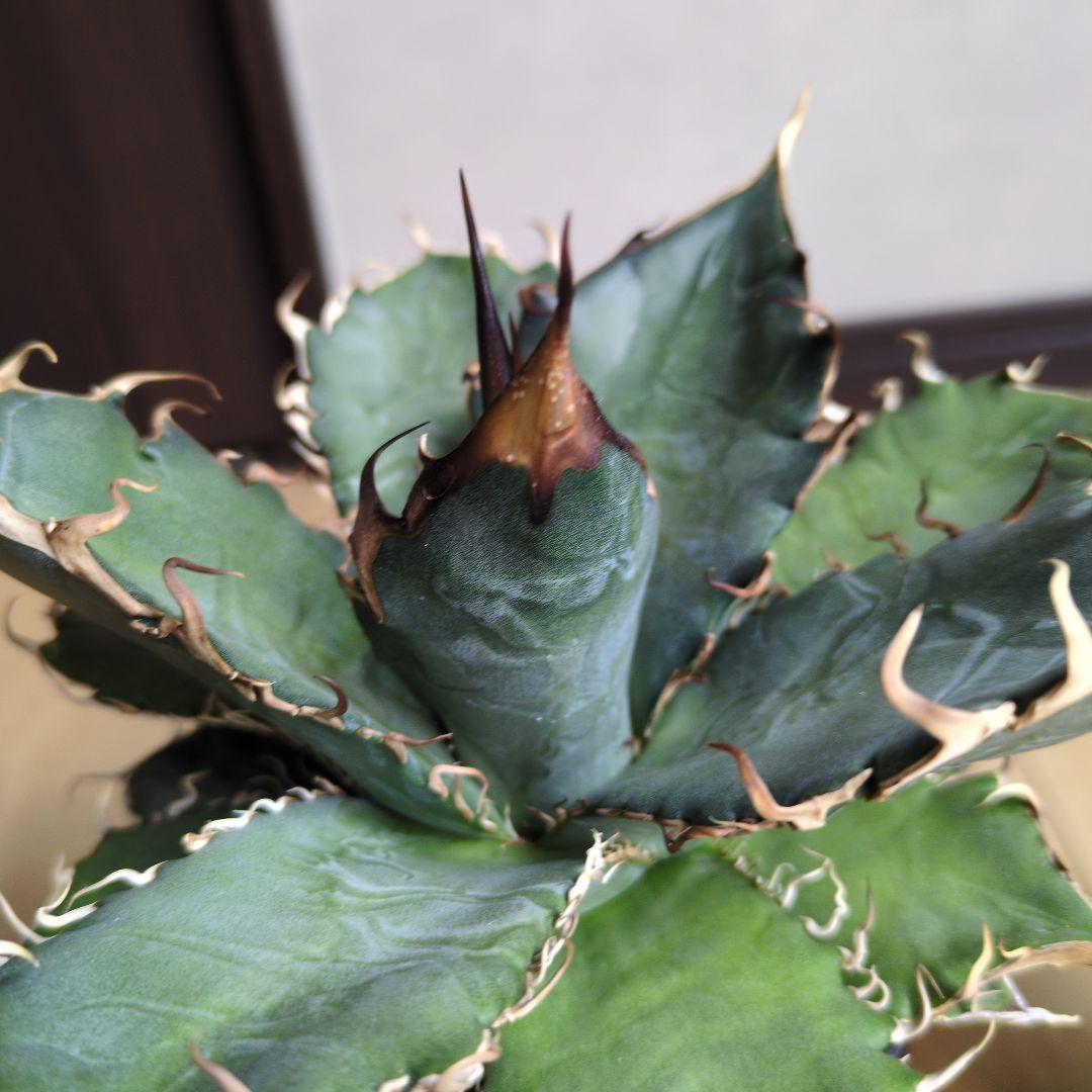 【実生選抜】アガベ　オテロイ　実生　4セット　NPLANTS　オアハカ　チタノタ