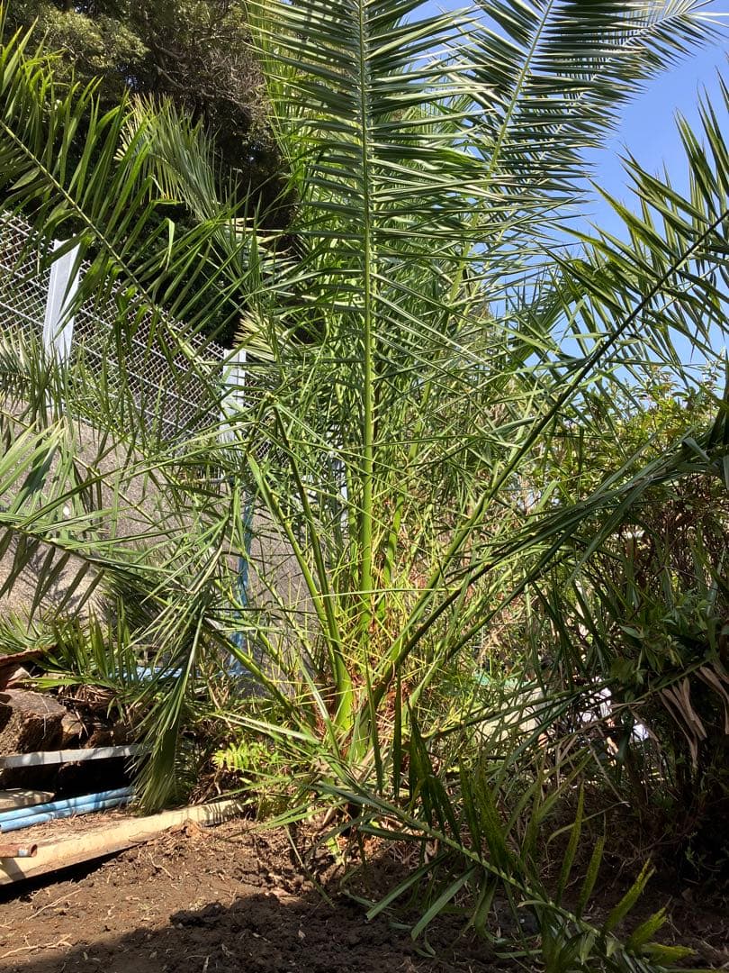 カナリーヤシ 〜引き取り可能な方限定〜