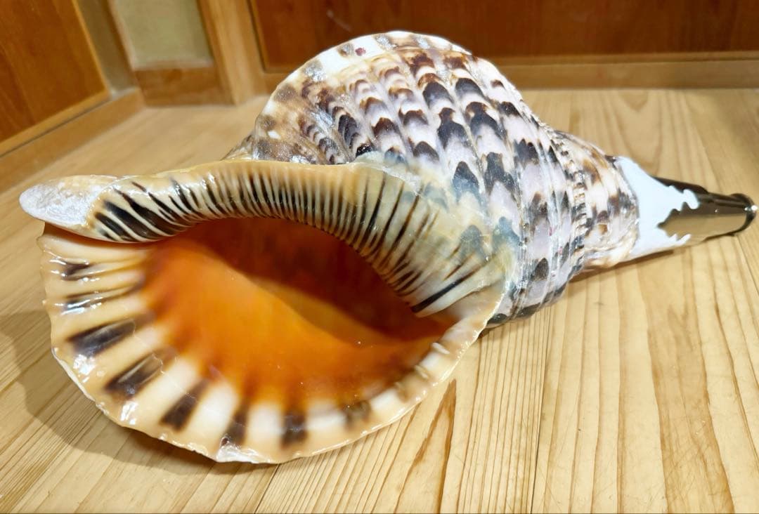 大型肉厚修験道法螺貝39㎝ 山伏 密教 熊よけ 魔除け❣️