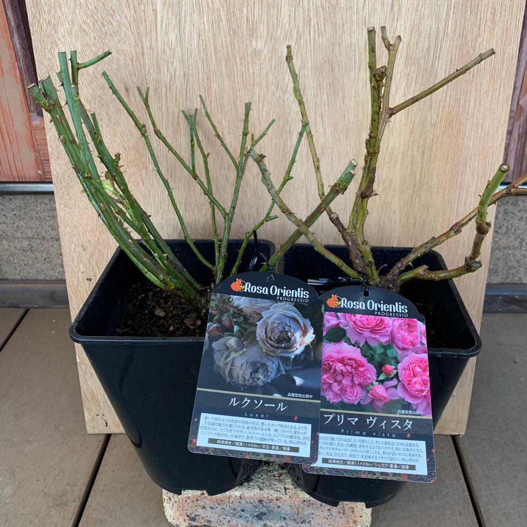 ルクソール & プリマ ヴィスタ バラ苗 接木大苗 6号鉢 正規品 薔薇 苗