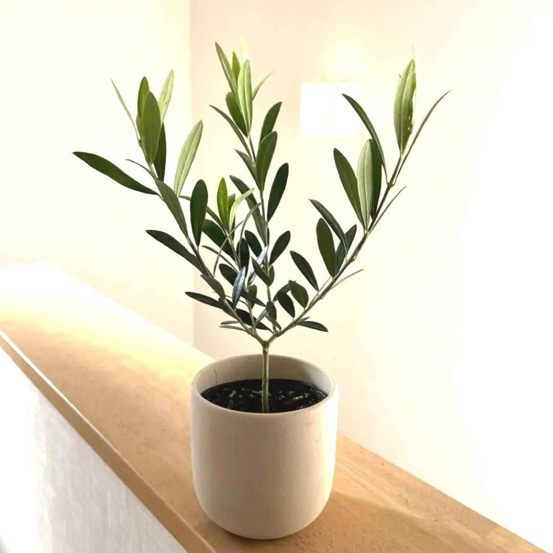 20 オリーブの木 エルグレコ - メルカリ