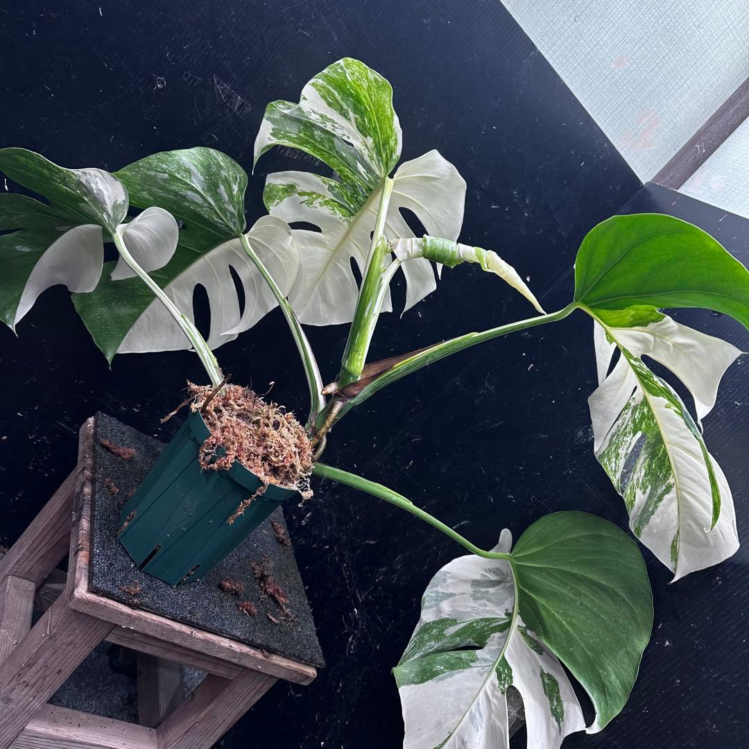 ブ*ト様 斑入りモンステラ ホワイトタイガー極美大株55cm白斑多