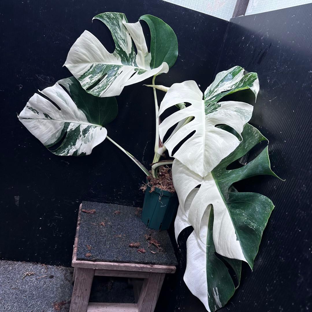 ブ*ト様 斑入りモンステラ ホワイトタイガー極美大株55cm白斑多