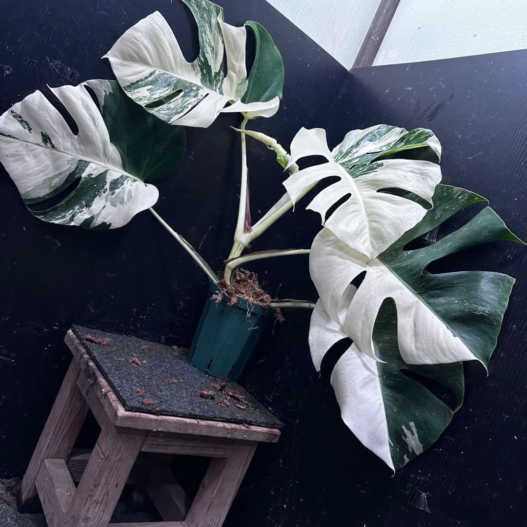 ブ*ト様 斑入りモンステラ ホワイトタイガー極美大株55cm白斑多