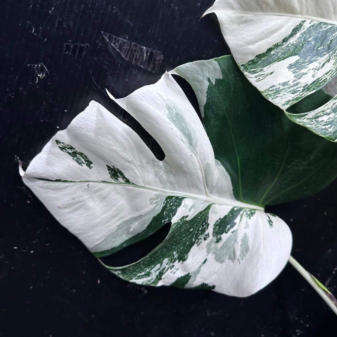 ブ*ト様 斑入りモンステラ ホワイトタイガー極美大株55cm白斑多