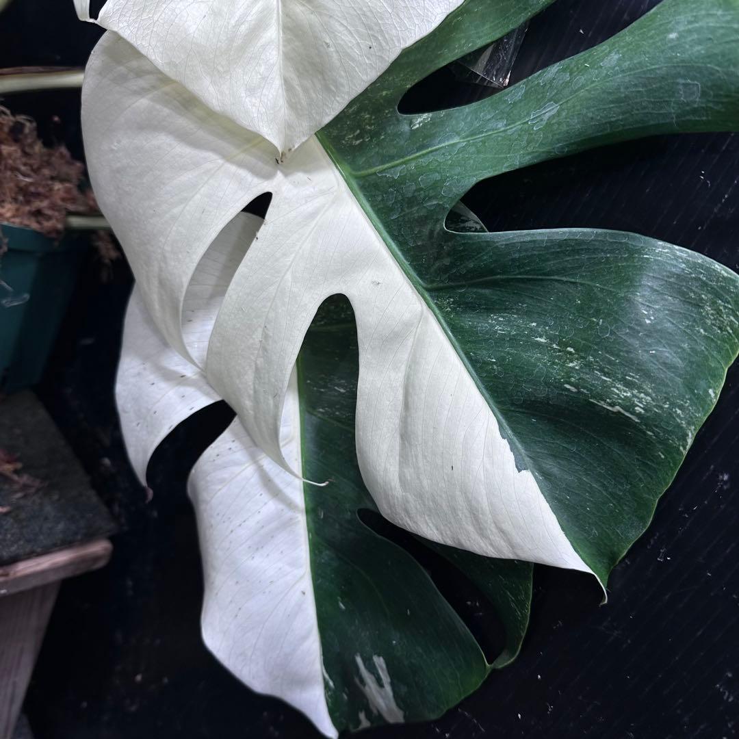 ブ*ト様 斑入りモンステラ ホワイトタイガー極美大株55cm白斑多