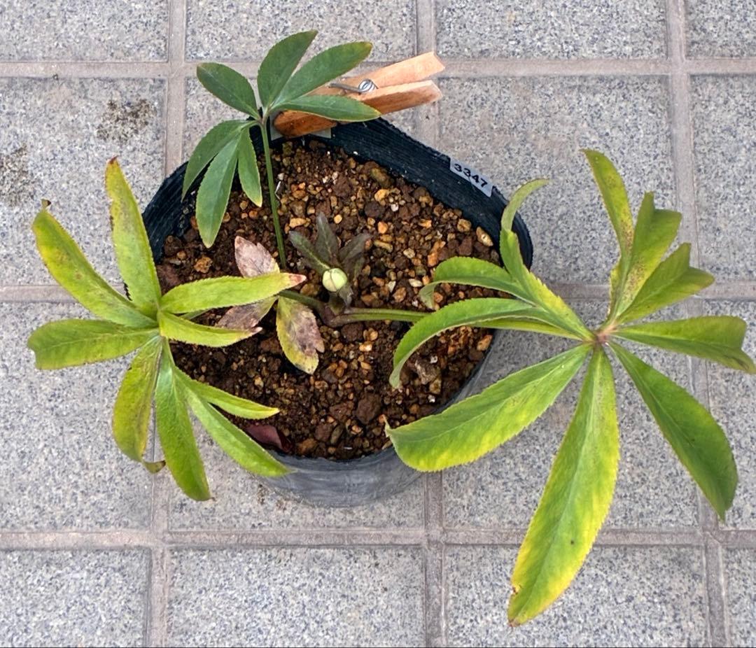 u*0様 ☘️蕾付き☘️3347⭐️小輪⭐️強香⭐️リグリクス交配⭐️ストライプ