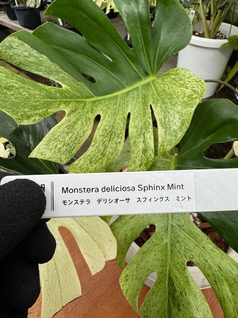 モンステラ スフィンクス ミント - メルカリ