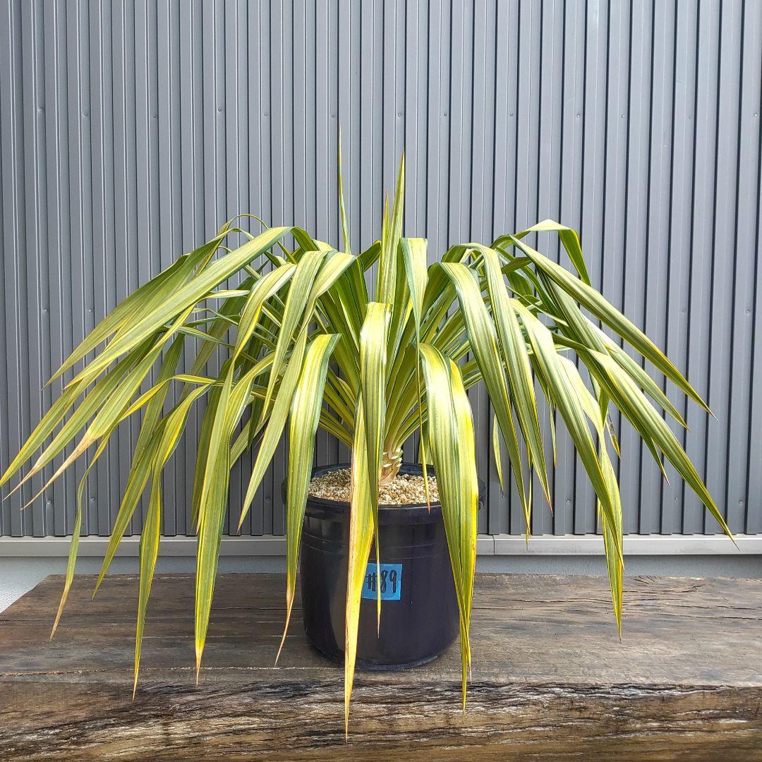 89 ユッカ レクルビフォリア バナナスプリット - メルカリ