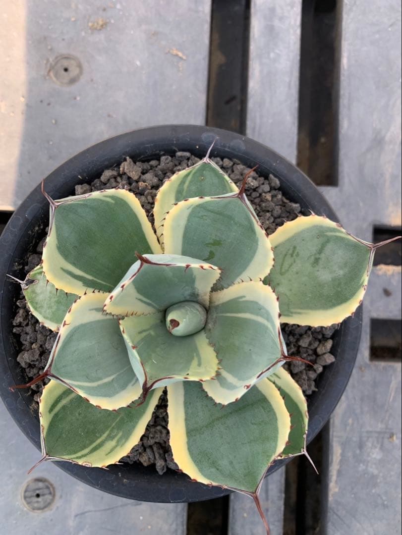 アガベ　オリザバ