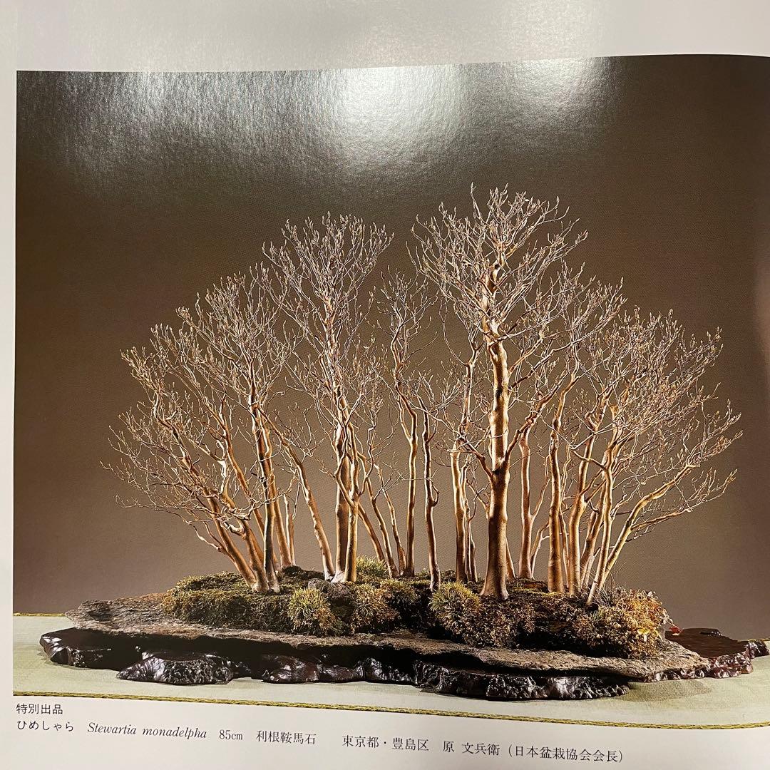 花梨玉杢 葡萄杢 天然木花台 飾り台 盆栽台 時代古木 花梨 玉杢瘤