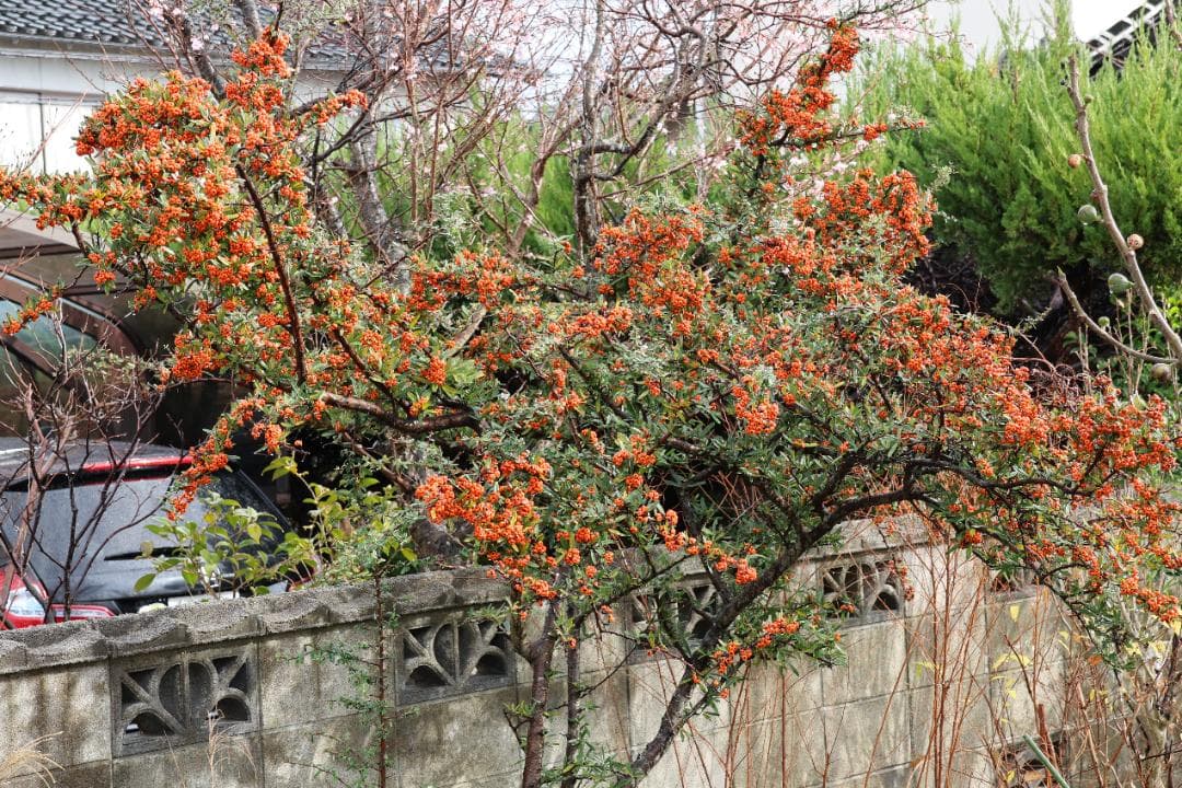 Canon RF-S-18-150mm F3.5-6.3 IS STM レンズ