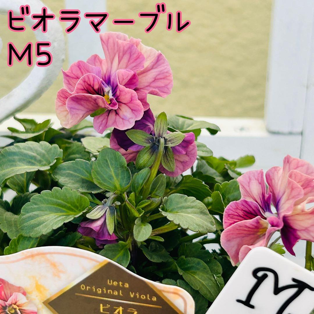 Sakuさま　Ｍ５♥ビオラマーブル♥毎年大人気♥花苗ポットごと発送♥