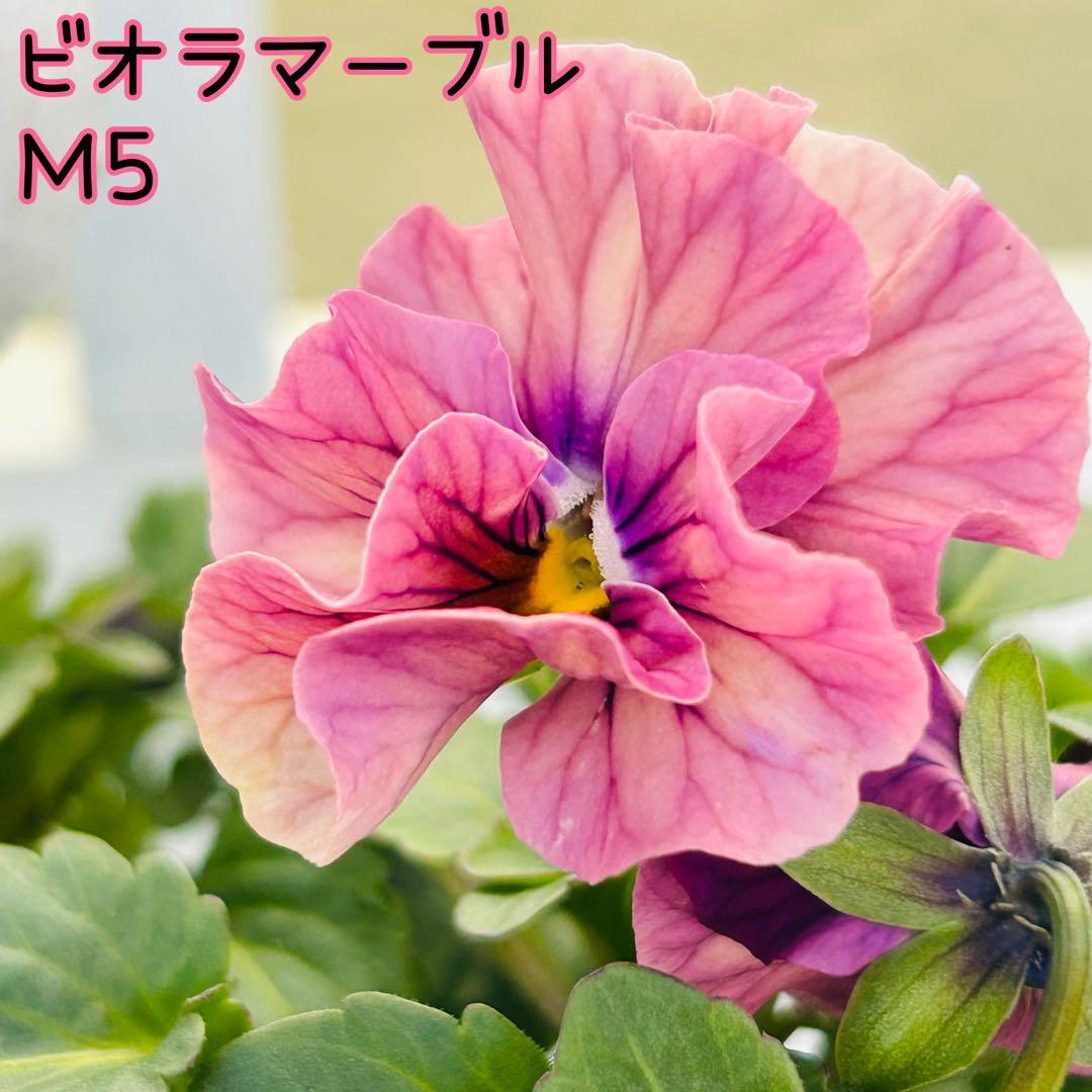 Sakuさま　Ｍ５♥ビオラマーブル♥毎年大人気♥花苗ポットごと発送♥