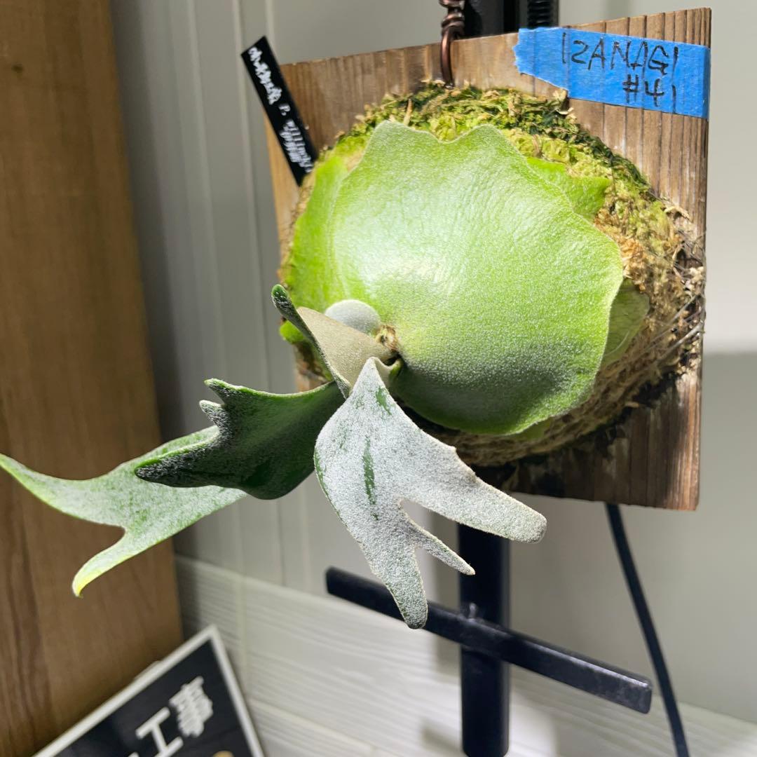 ビカクシダP. willinckii IZANAGI 伊弉諾イザナギ子株#41