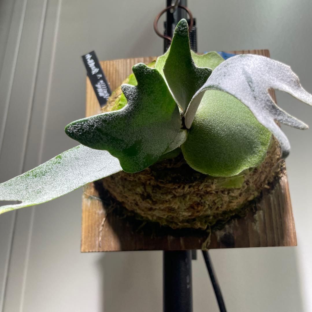 ビカクシダP. willinckii IZANAGI 伊弉諾イザナギ子株#41