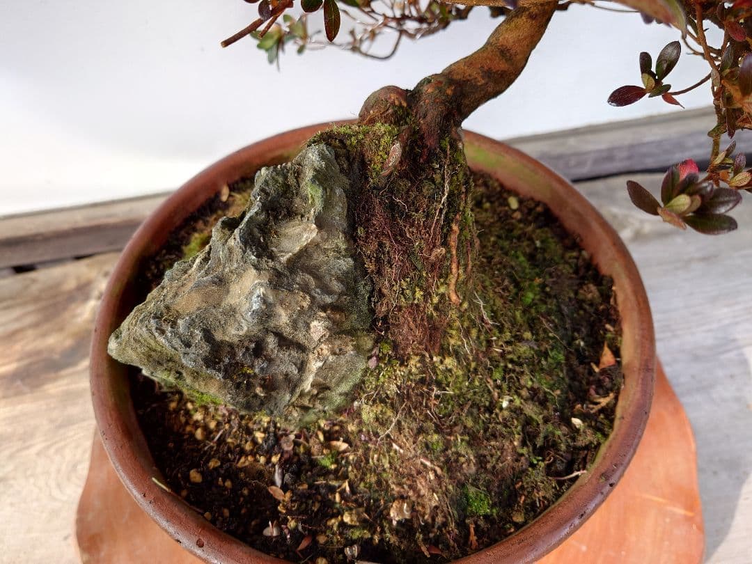 盆栽　皐月　(鈴の誉)　上下35cm