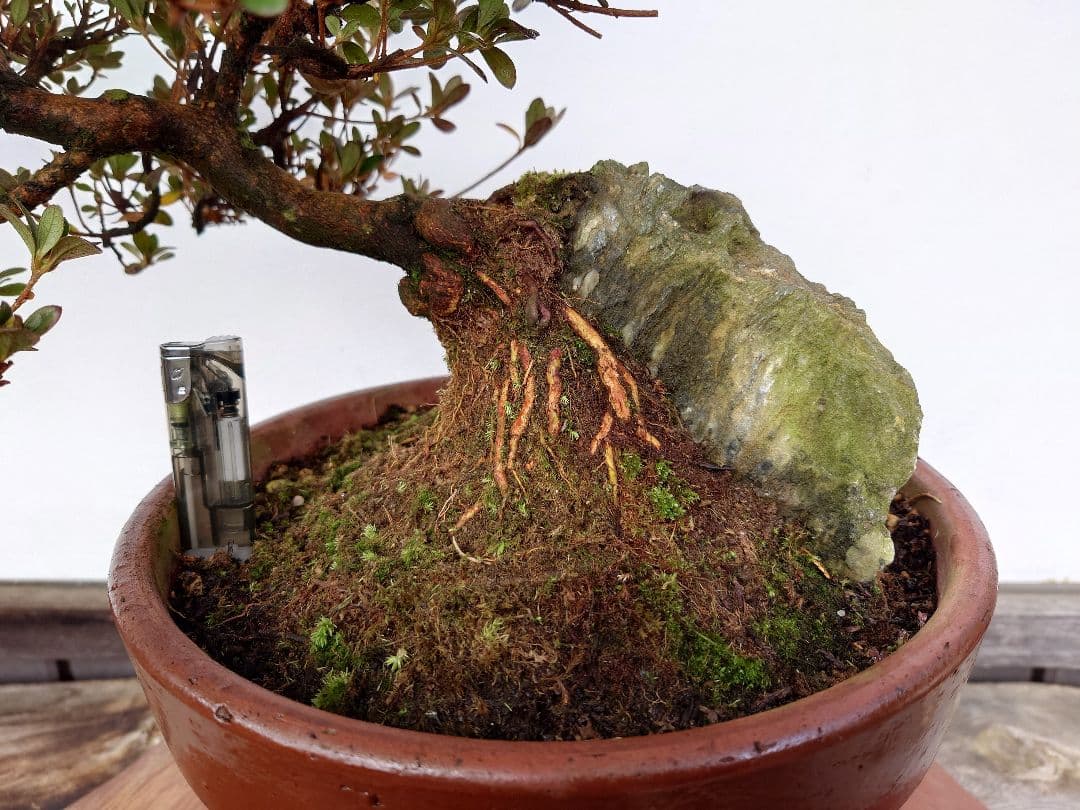 盆栽　皐月　(鈴の誉)　上下35cm