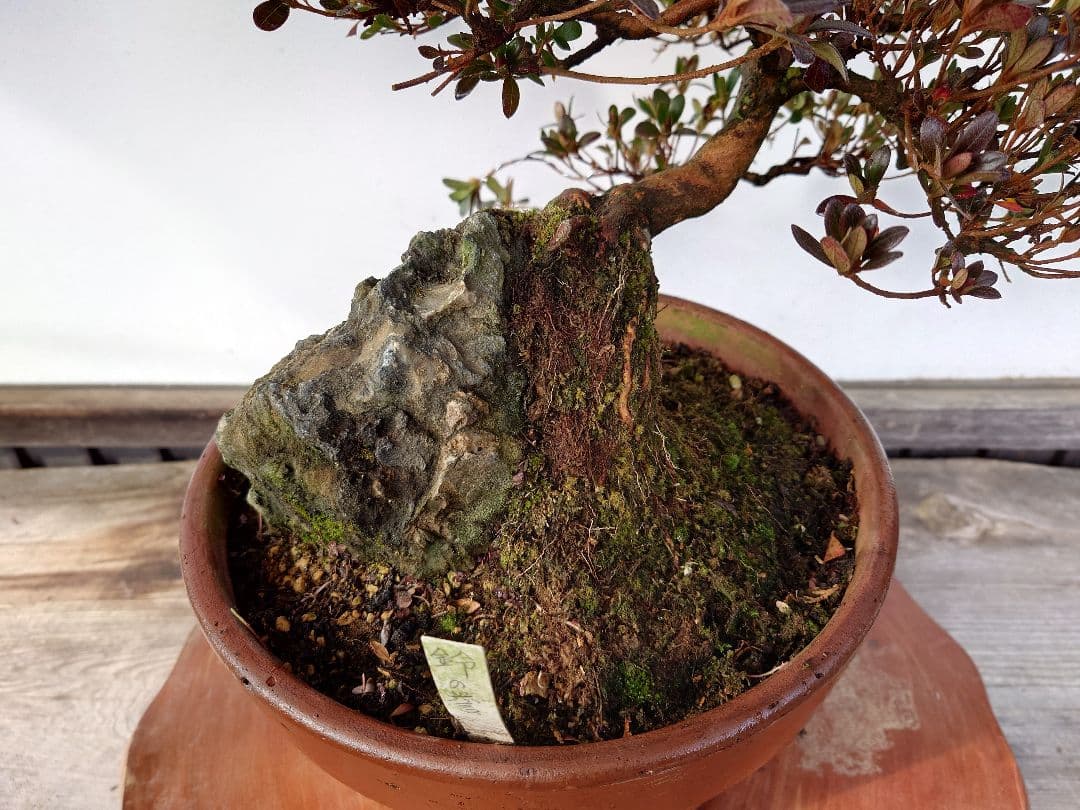 盆栽　皐月　(鈴の誉)　上下35cm