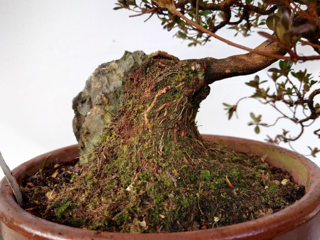 盆栽　皐月　(鈴の誉)　上下35cm