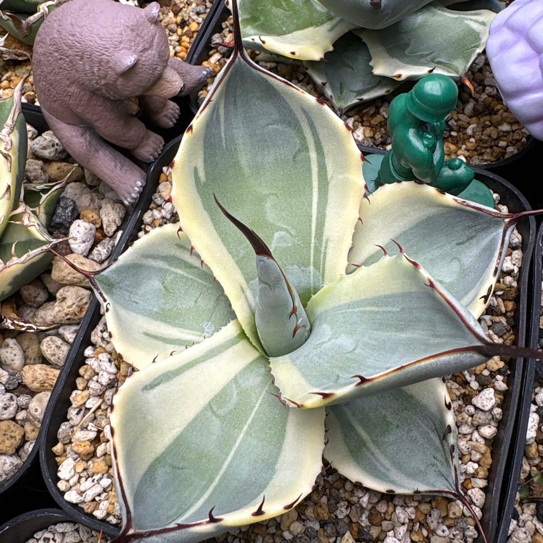 アガベ パリートランカータオリザバ