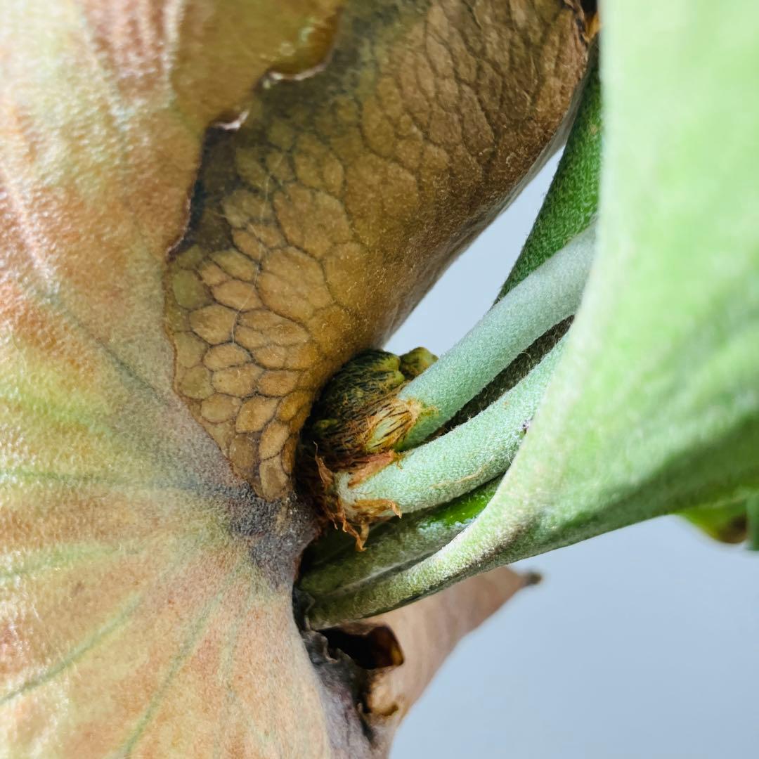 ビカクシダ ヒリー サタヒップP.hillii 'sattahip' コルク付