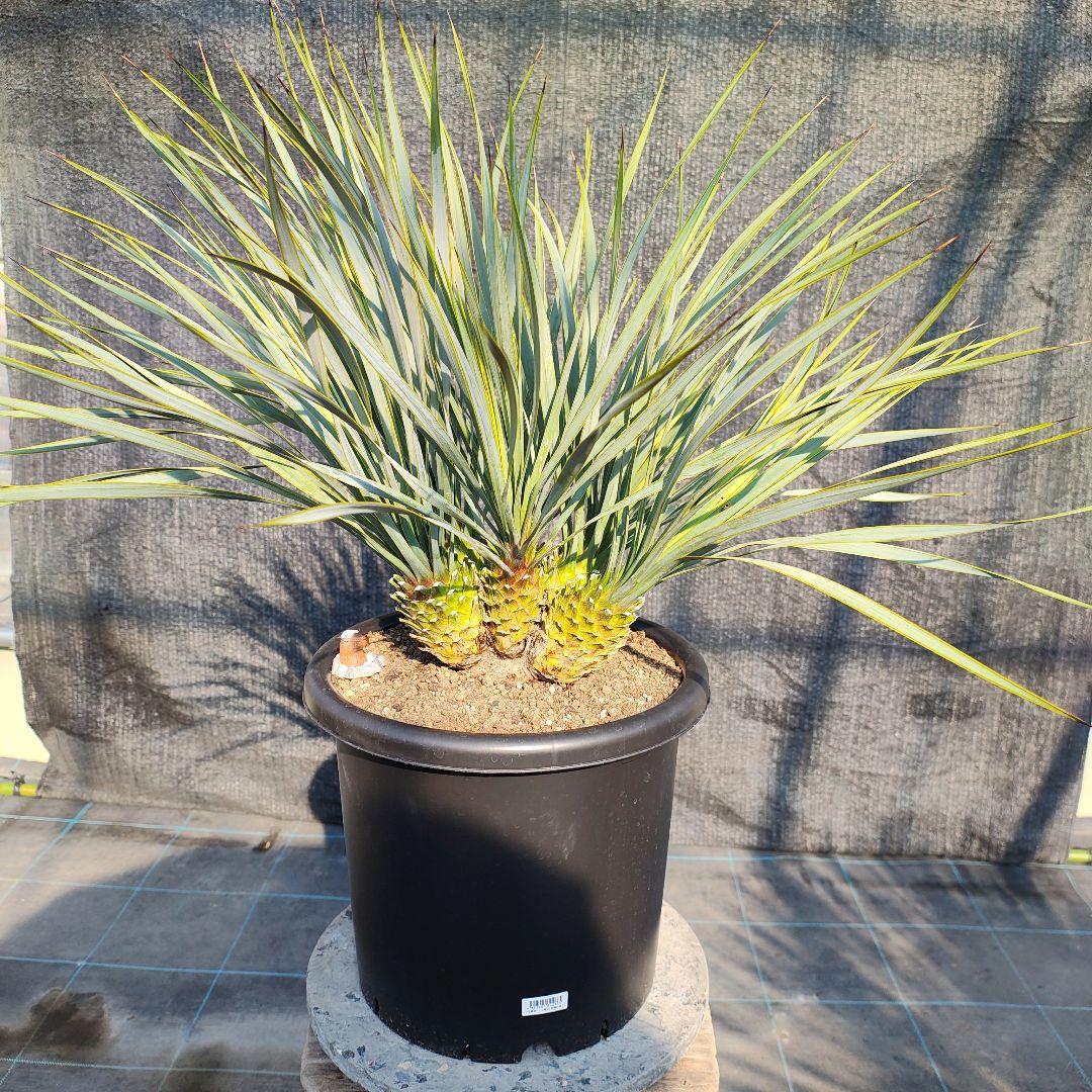 ロストラータ Hyb しっくすヘッド