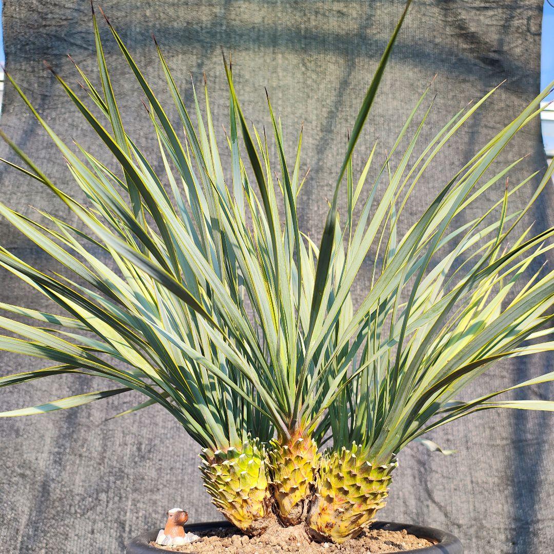 ロストラータ Hyb しっくすヘッド