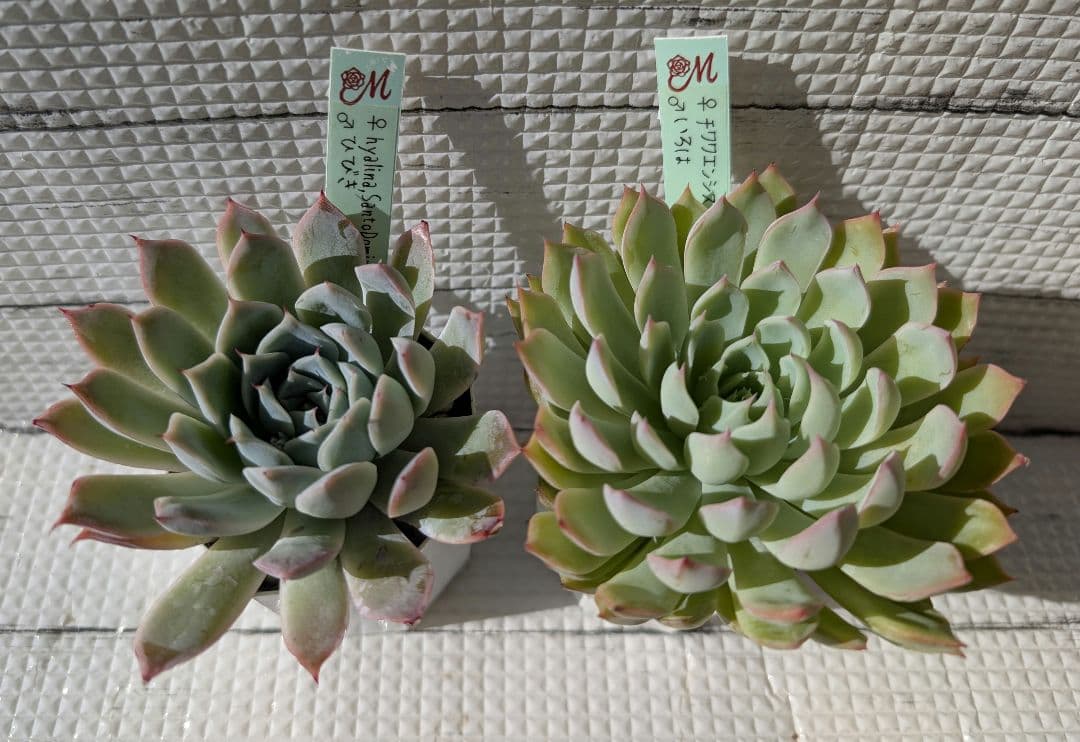 Miyaさん苗5 命名交配セット