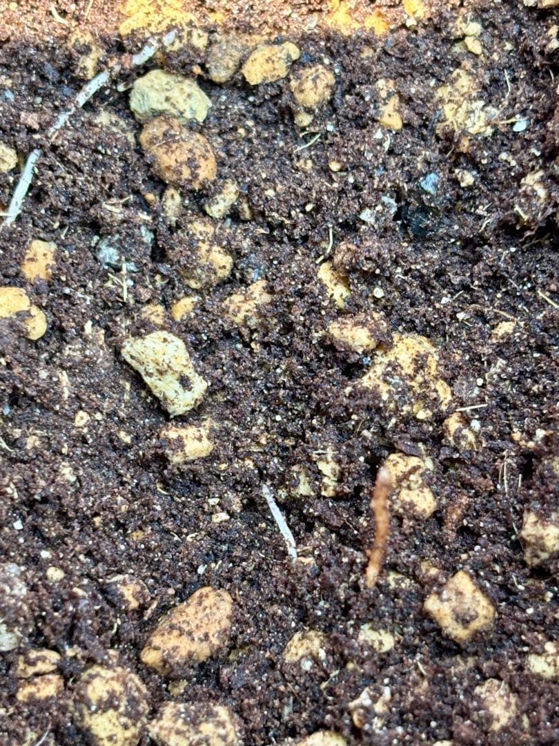 特選株 特選ブルー 【ユッカ ロストラータ】リネアリフォリア チャメロプス好き6