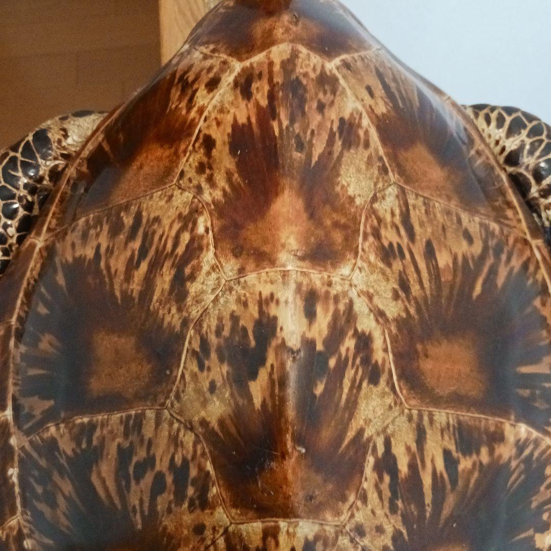 カメの剥製 オブジェ 壁掛け - メルカリ