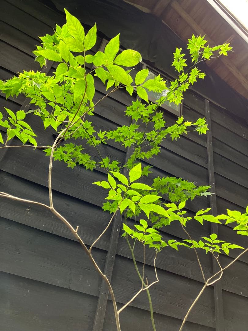 山採り　ヒナウチワカエデ アオダモ　混合株