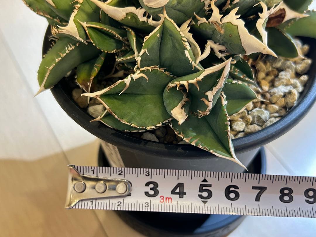 【ラスト】アガベ 大白鯊 ホオジロザメ CJ special Ivory w.a