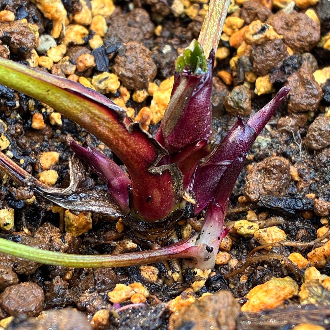 ヒ*ロ様 ☘️逞しい☘️根パンパン❤️沢山新芽❤️3202⭐️透明感ピンク⭐️ダ
