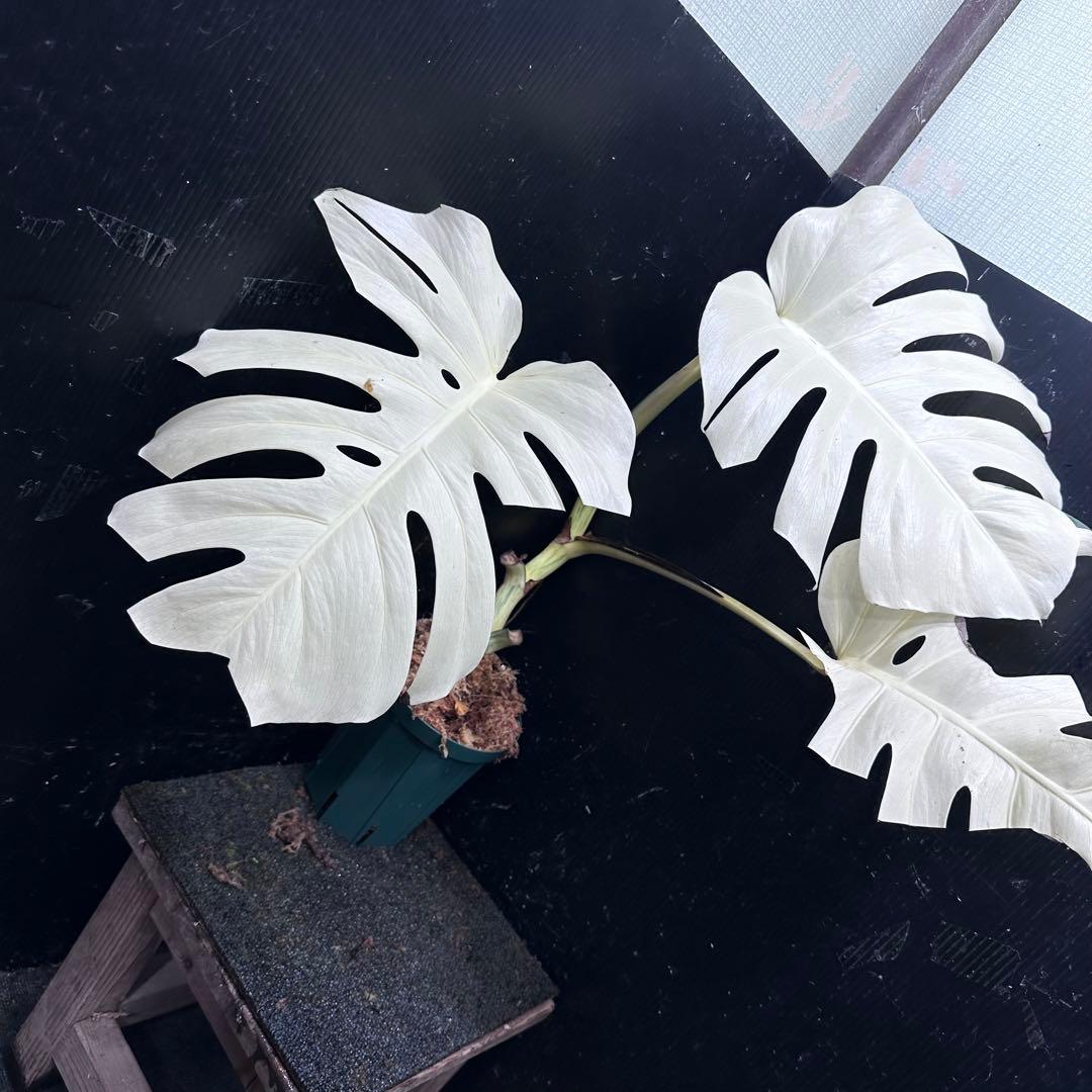 マ*ー様 斑入りモンステラ極上ホワイトタイガーフルムーン4号鉢植え発根済み
