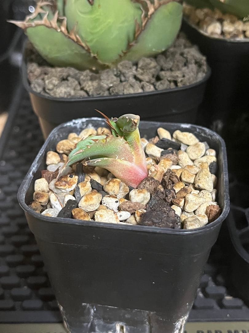 アガベ　オアハカ　オテロイ