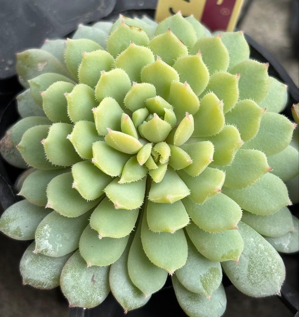 ミックスベリア 6種類 札付き②(1月6日撮影)