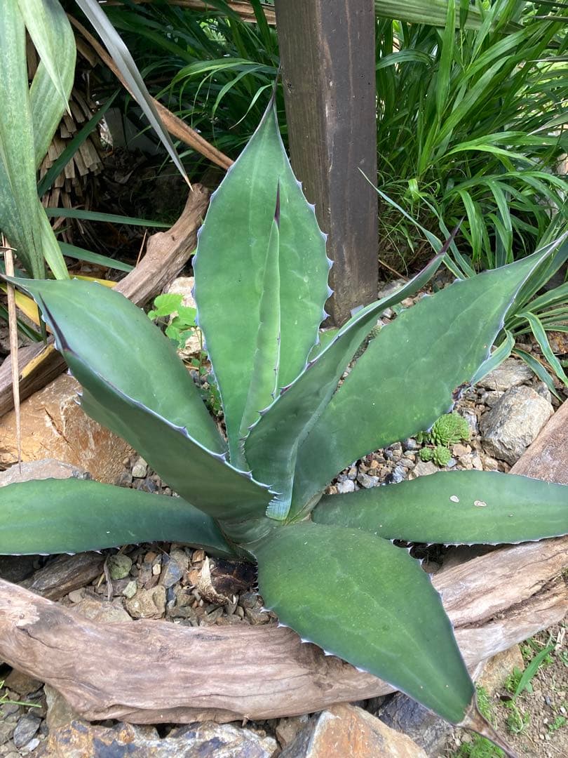 耐寒性アガベ サルミアナフェロックス大苗◇ドライガーデン多肉サボテン南国ユッカ