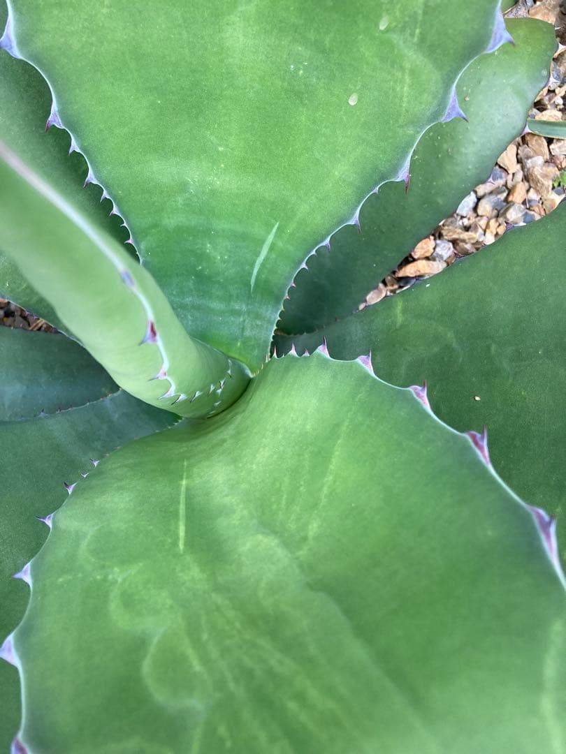 耐寒性アガベ サルミアナフェロックス大苗◇ドライガーデン多肉サボテン南国ユッカ