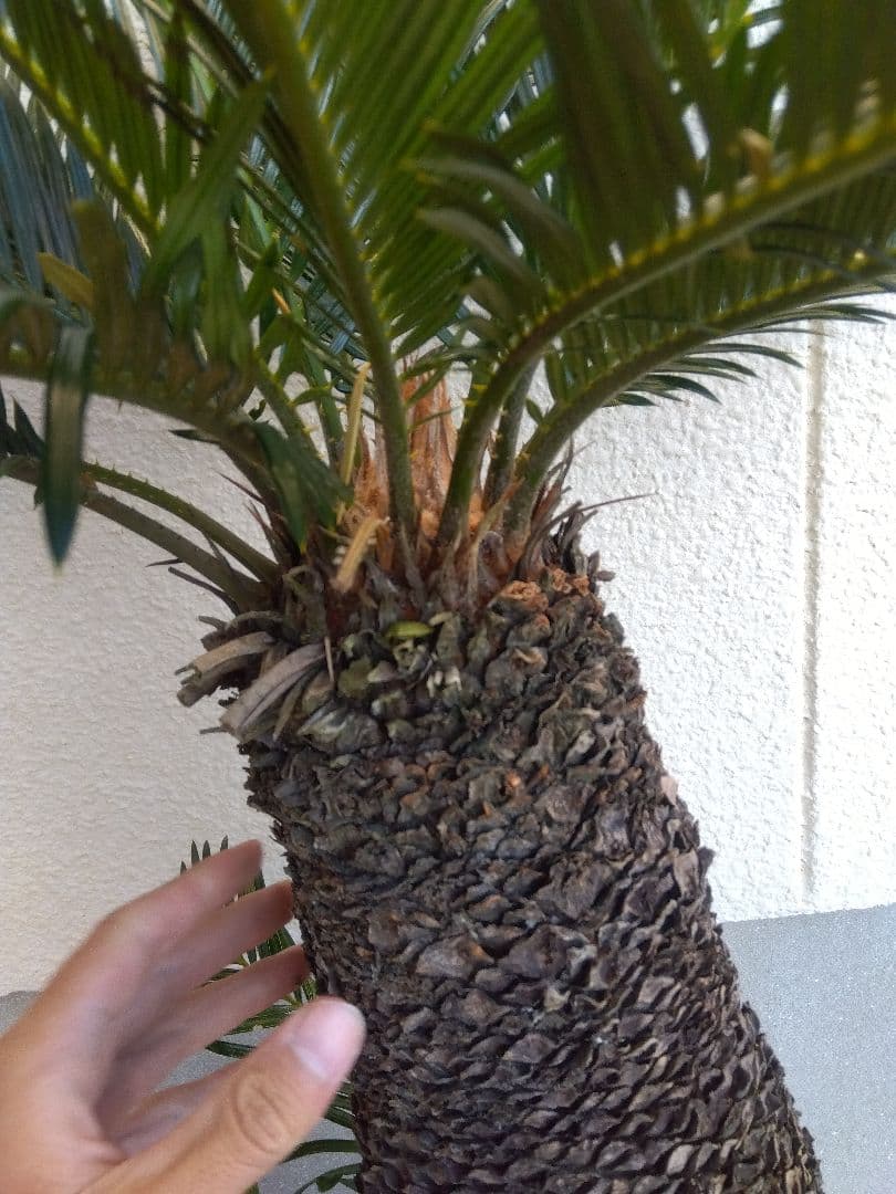 ソテツ　10号鉢つき　⑨