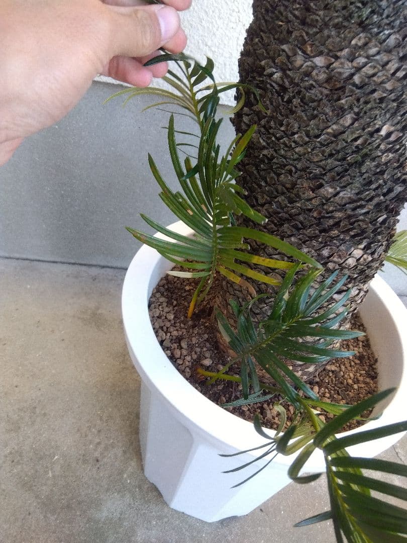 ソテツ　10号鉢つき　⑨