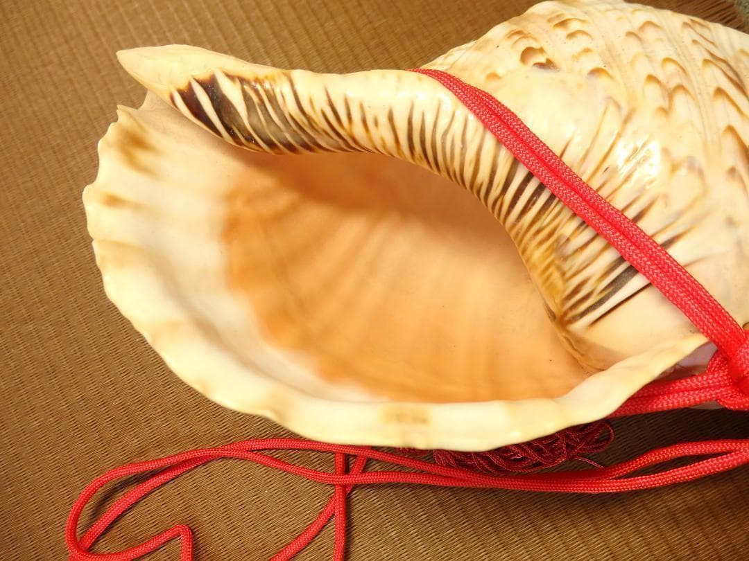 法螺貝 約37㎝ 木製歌口,赤紐付　新品　 MH-424