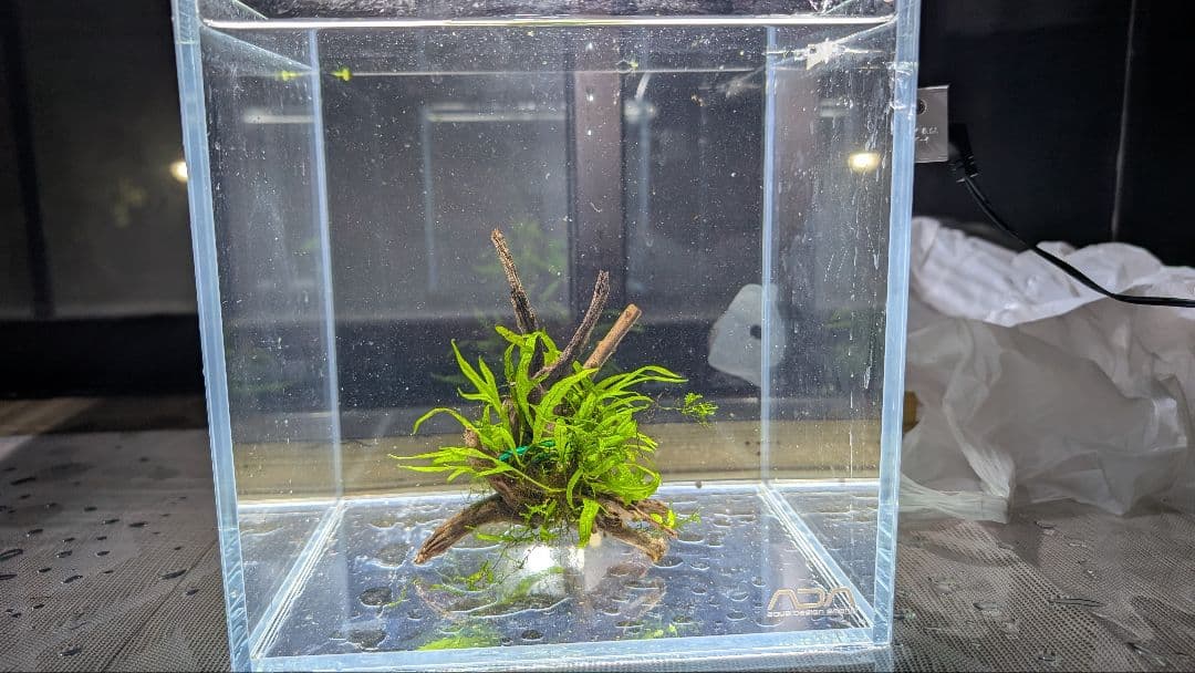 ADAミクロソリウムトライデントリーフ（葉数30）子株を自然活着させた