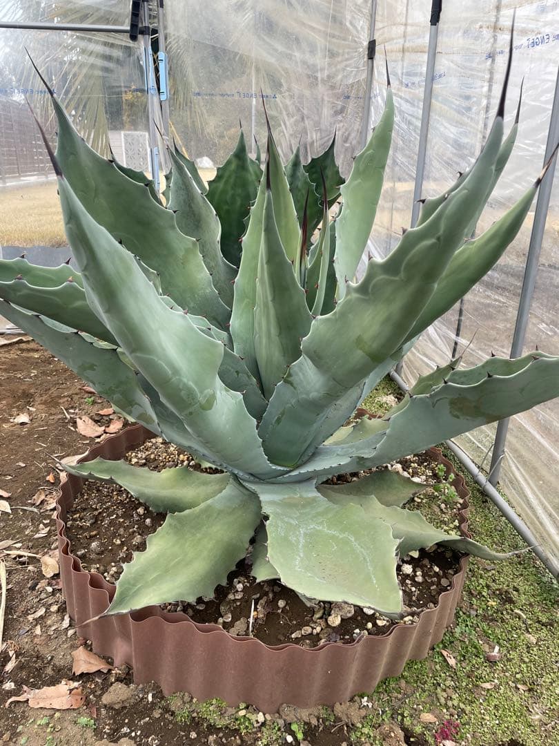 アガベ シュリベイマグナ - メルカリ